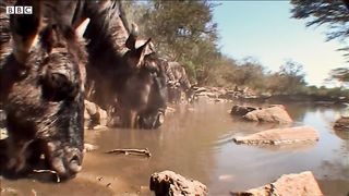 Underwater Ambush from Crocodile | BBC Earth(720p).