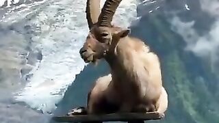 Markhor