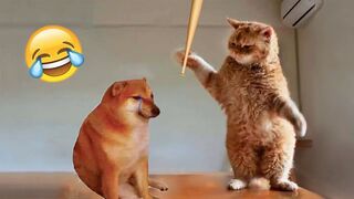 Cat funny video