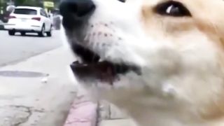 Video lucu