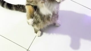 Video lucu
