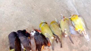 Green pigeon hunting