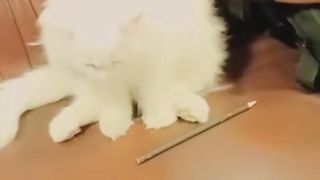 My cat playing with pencil