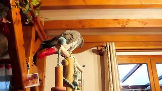 Perroquet chante Bella