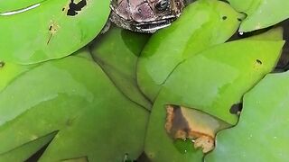 Frog srilanka