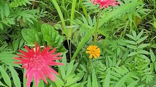 Flower barbandesia