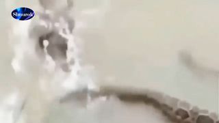 Look soon!!!  7 dogs trying to save their friend were swallowed by a python.  What will be the result?Video 2023