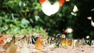 Colorful butterflies