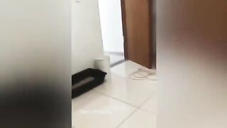 Funny cat videos 12