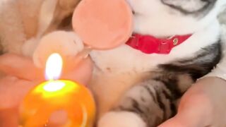 Pets Birthday