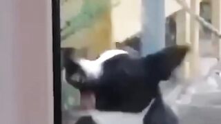 Most Funny Cats and Dogs moments