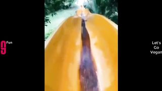 ESSAYEZ DE NE PAS RIRE ???? Compilation des meilleures vidéos drôles ????????????