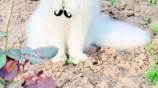 Pet lovers choice of cute cat