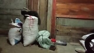 Kucing tawuran