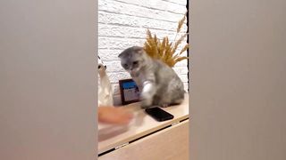 FUNNY PETS VIDEO - First compilation ( WeLoveAnimals )