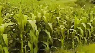 Ladang jagung di bukit terindah