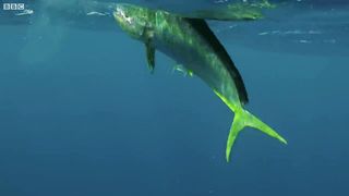Flying Fish Picked Off From Above And Below | The Hunt | BBC Earth(720p).