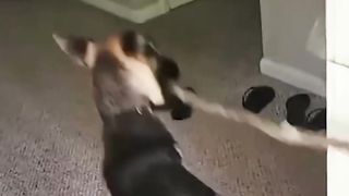 AWW SO FUNNY Super Dogs And Cats Reaction Videos Honest Audio