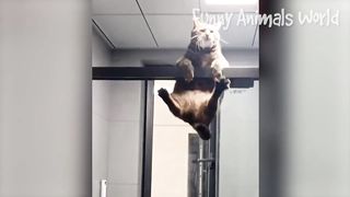 Funniest Dogs And Cats Videos ???? - Best Funny Animal Videos 2023 ???? #11