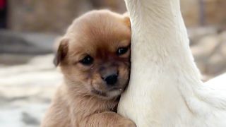 Duck and dog video