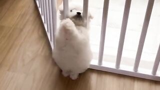 Cut dog video