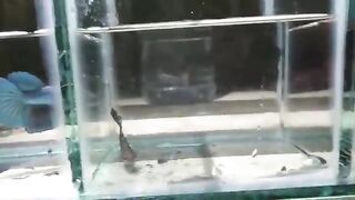 Ikan hias cupang