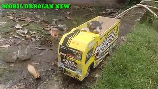 mobil truk oleng angkut kucing