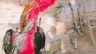 ayam laga