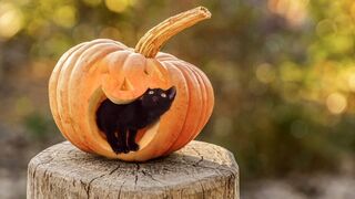 Funny Cat ???? Animal video clips