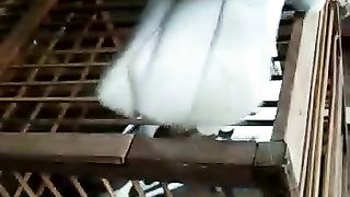 Burung merpati