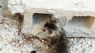 The Naughty Kittens