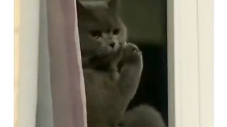 Funny animal