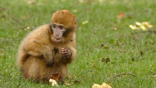 funny monkey, funny video  clips