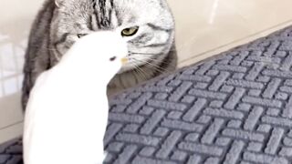 cat and bird
