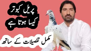 A generation of pet is more wings of pigeons | kabutar ka joda kaise lagaen