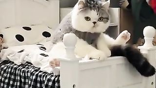 Laugh Out Loud: Hilarious Moments Caught on Camera