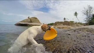 funny videos,amazing funny video dog fun time