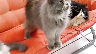 Antusias Kucing Nonton Sidang Putusan