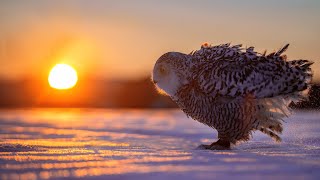 The magnificient Beauty Of Nature I Adiemus HD