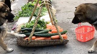 ROFL: The Ultimate Compilation of Hilarious Clips