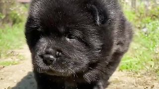 Cute dogs