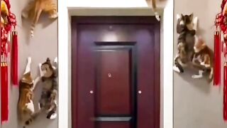 Kucing Berubah Jadi Cicak