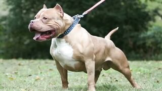 Look soon!!! Even lions and wolves are afraid of this dog.Video 2023