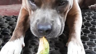 American bully