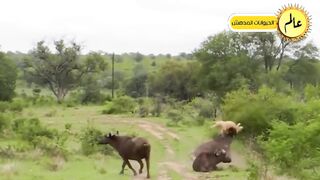 الجاموس الغاضب لا يعرف الرحمة !!شئ لا يصدق/عالم الحيوان