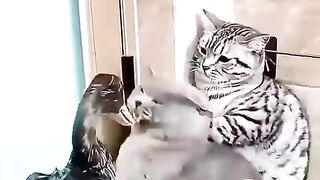 Cat Funny video #viral