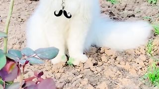 Cat moments