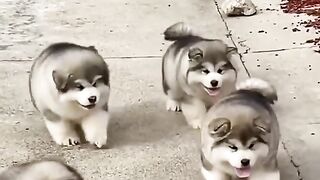 Funny puppies ❤️????