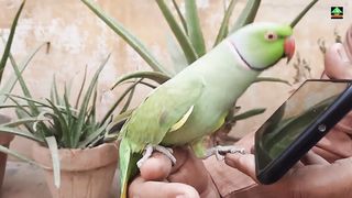 Desi Funny Green Ringneck Talking Parrot Speaking With Mobile In Urdu Hindi.