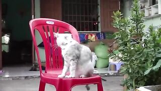 Cute cat